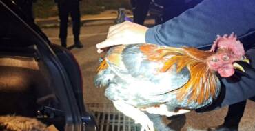 La Policía Local interviene cinco gallos por sospecha de maltrato animal y uso para peleas