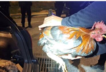 La Policia Local intervé cinc galls per sospita de maltractament animal i ús per a baralles