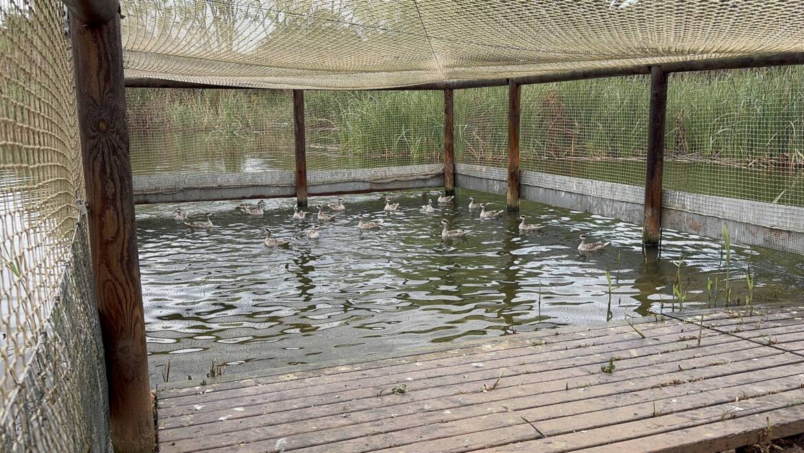 El Clot de Galvany acull la solta de 20 exemplars de rosseta