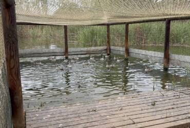 El Clot de Galvany acoge la suelta de 20 ejemplares de cerceta pardilla