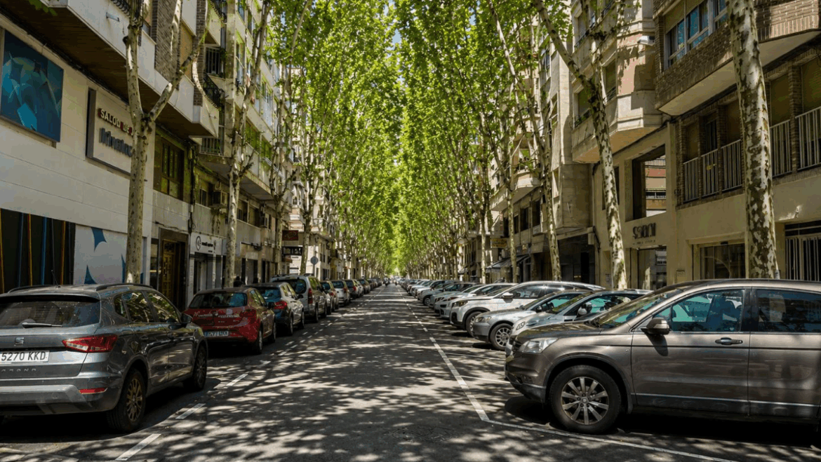 Elx impulsa la major plantació d’arbratge amb 200 nous escocells