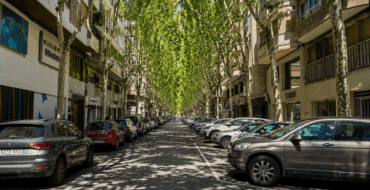 Elche impulsa la mayor plantación de arbolado con 200 nuevos alcorques