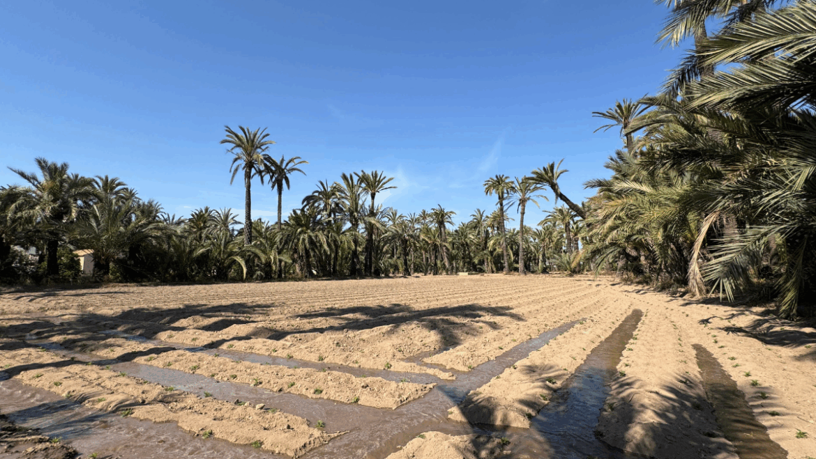 El Ayuntamiento planta 25.000 tagetes en huertos históricos para la Batalla de las Flores