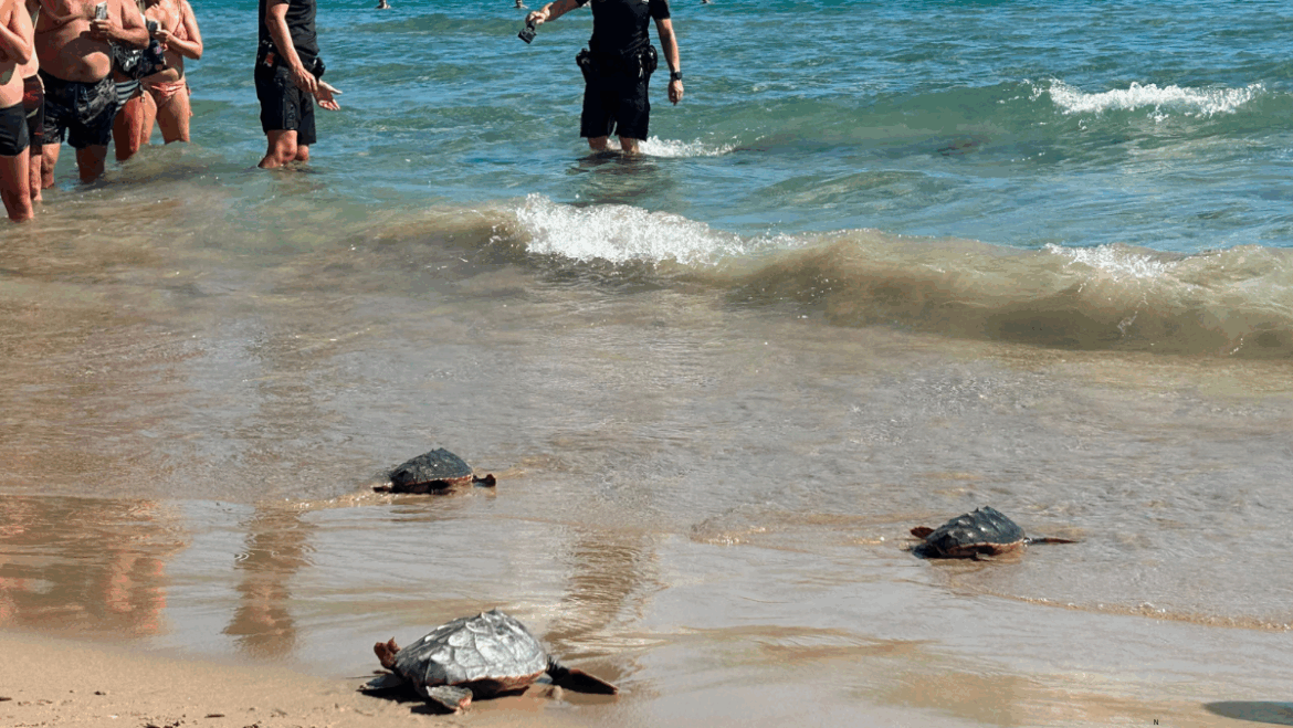 La platja del Carabassí acull la solta de tortugues babaues