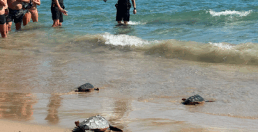 La playa del Carabassí acoge la suelta de tortugas bobas