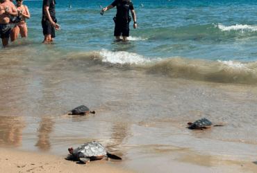 La playa del Carabassí acoge la suelta de tortugas bobas