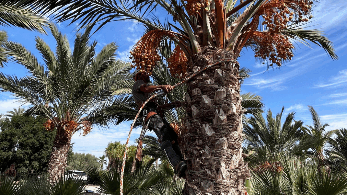 El Ayuntamiento muestra el compromiso con el dátil de Elche como garantía de calidad y de valor de futuro