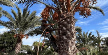 El Ayuntamiento muestra el compromiso con el dátil de Elche como garantía de calidad y de valor de futuro