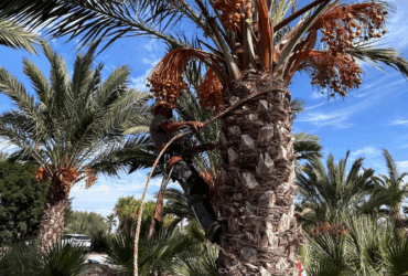 El Ayuntamiento muestra el compromiso con el dátil de Elche como garantía de calidad y de valor de futuro